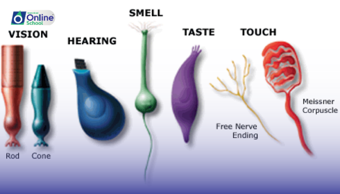 Lesson 11: Sensory Receptors in Homeostasis